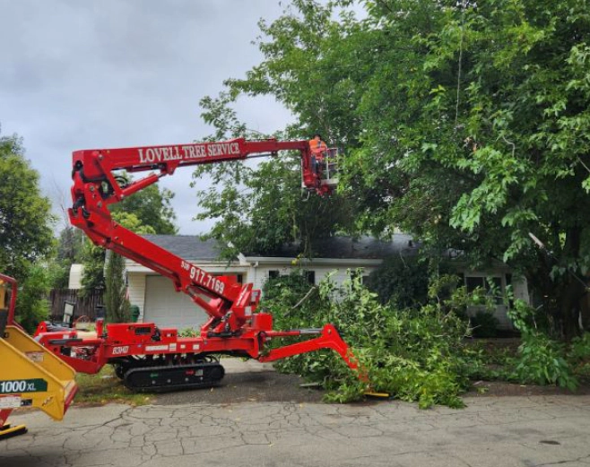 crane removing excess branches