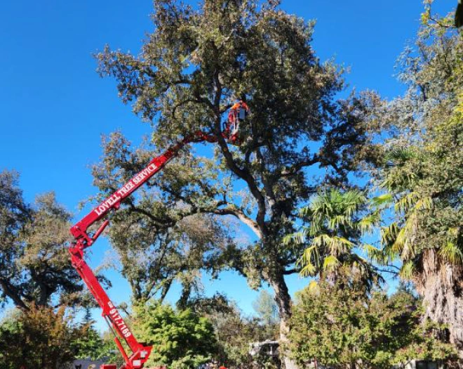 hazardous tree removal