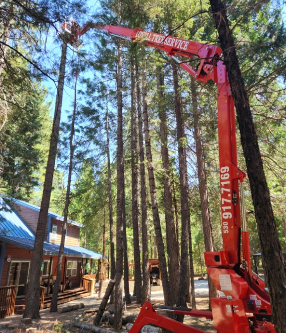 tall trees being trimmed