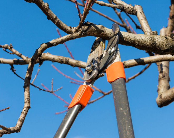 tree pre pruning