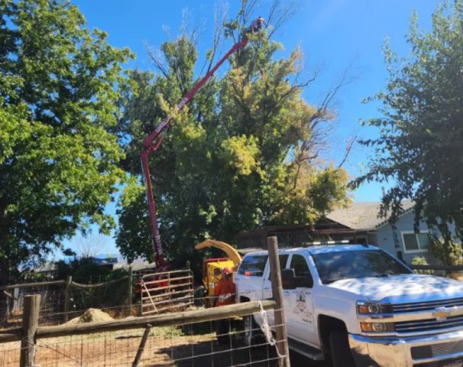 tree trimming job