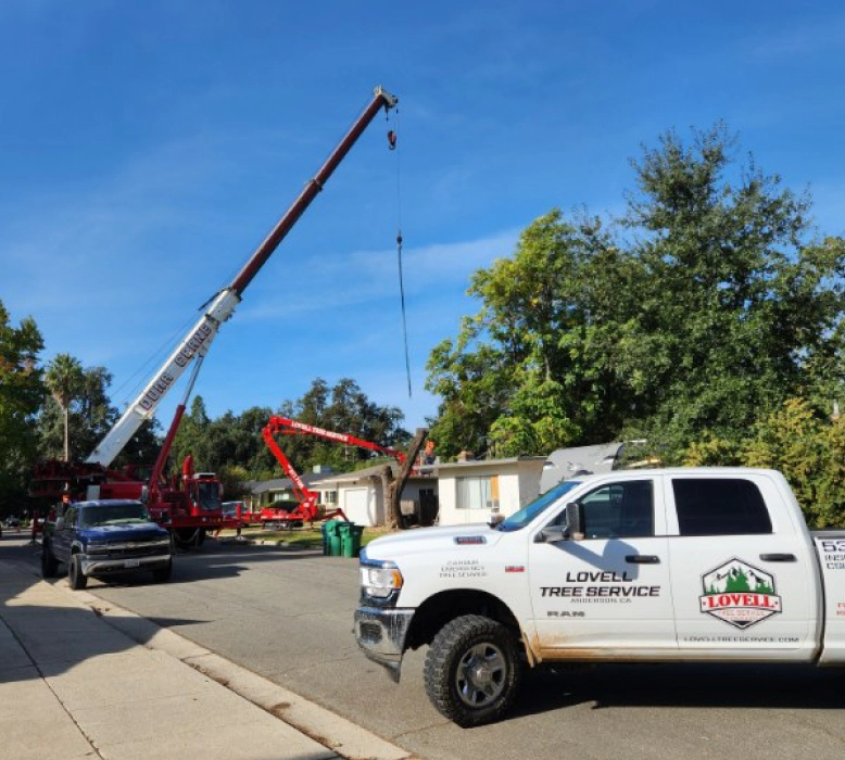 trees undergoing trimming and removal